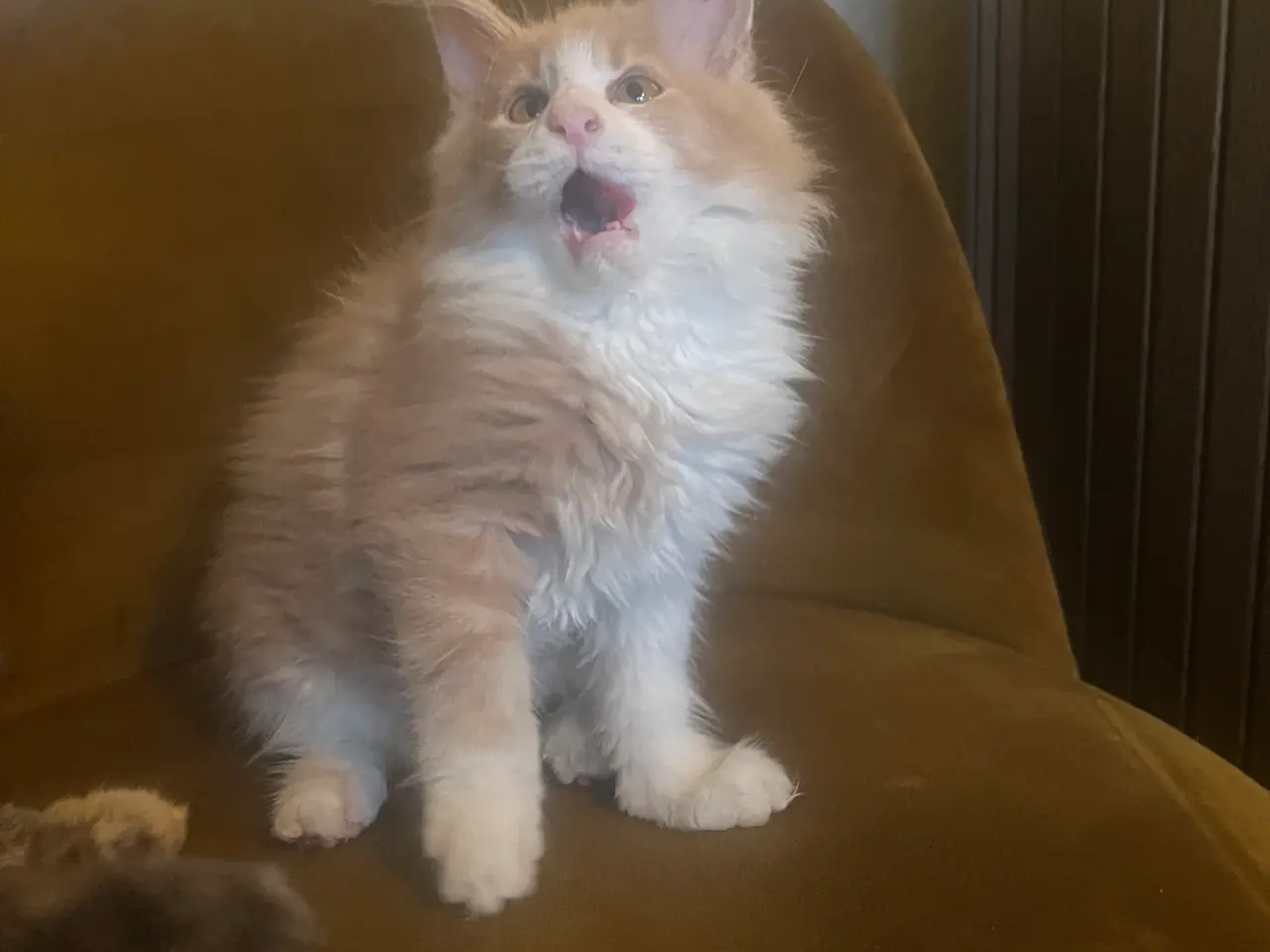 Billede 2 - Søde Mainecoon killinger søger nye sofaer