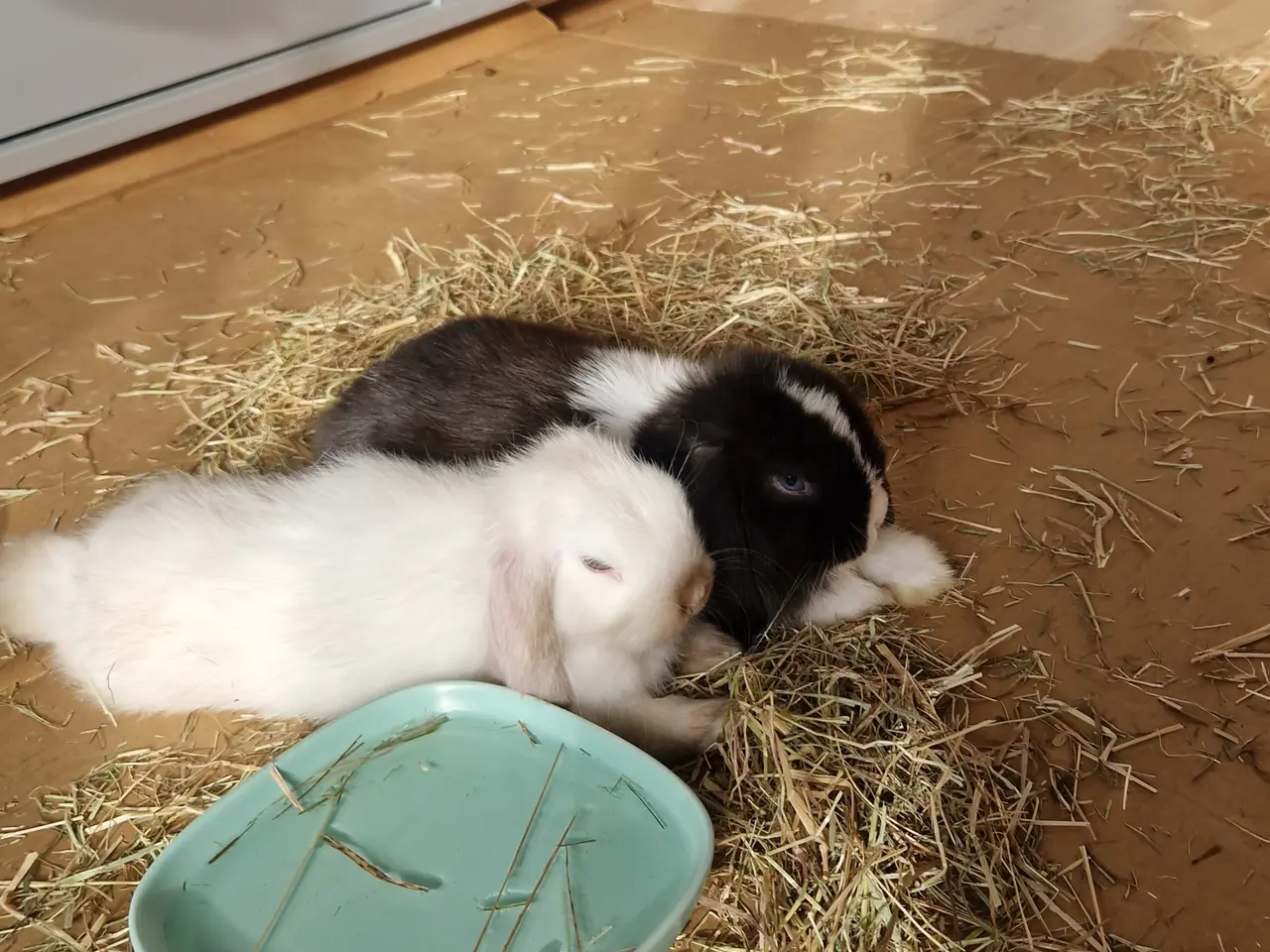 Billede 1 - Minilop kaniner