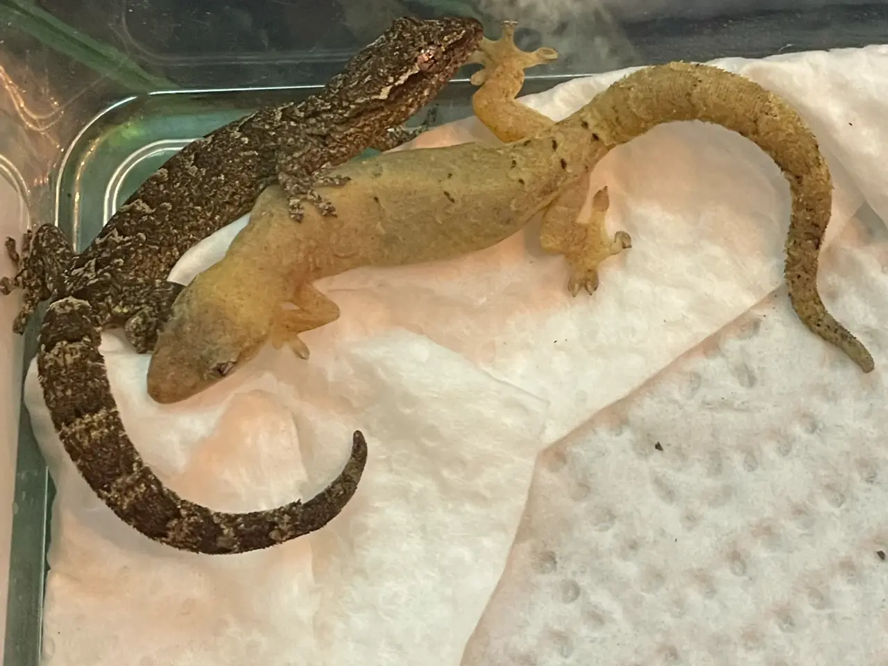 Billede 1 - Jomfrugekkoer (Lepidodactylus lugubris)