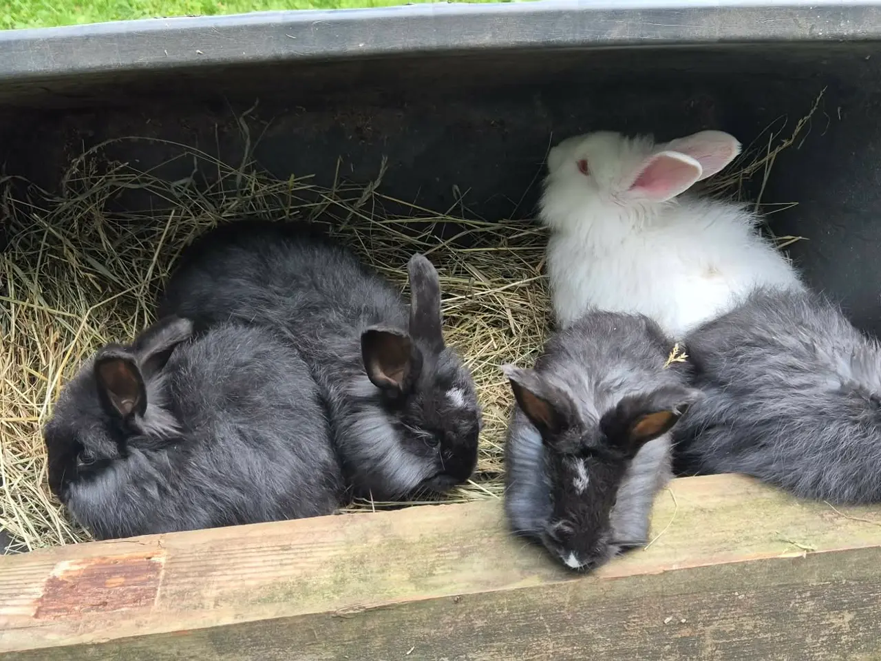 Billede 1 - Angora kanin unger