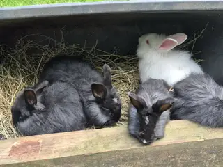 Angora kanin unger