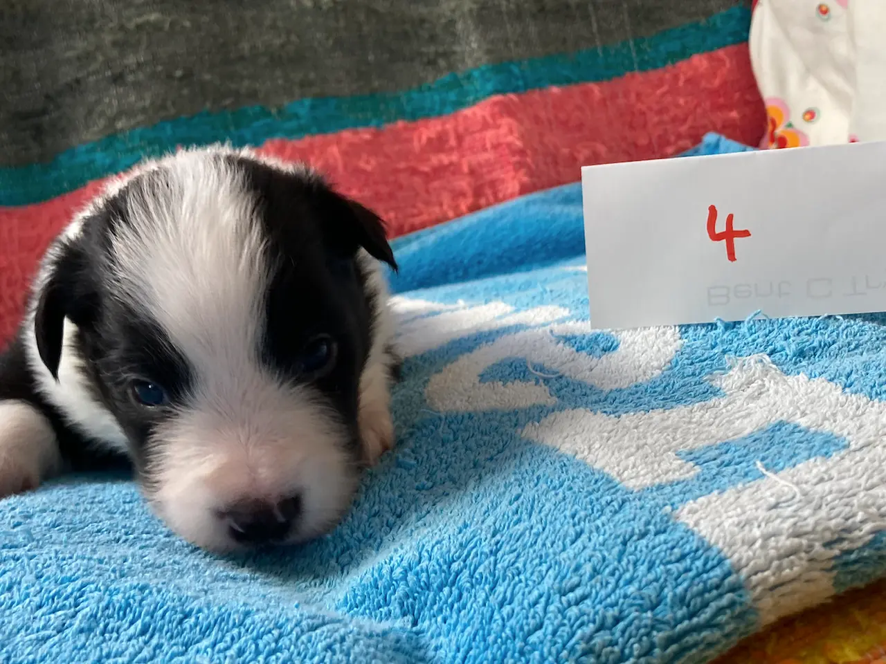 Billede 5 - Border Collie hvalpe