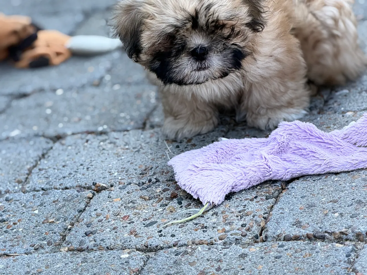 Billede 3 - Boomer hvalpe søger nye madskåle d 3 juli❤️