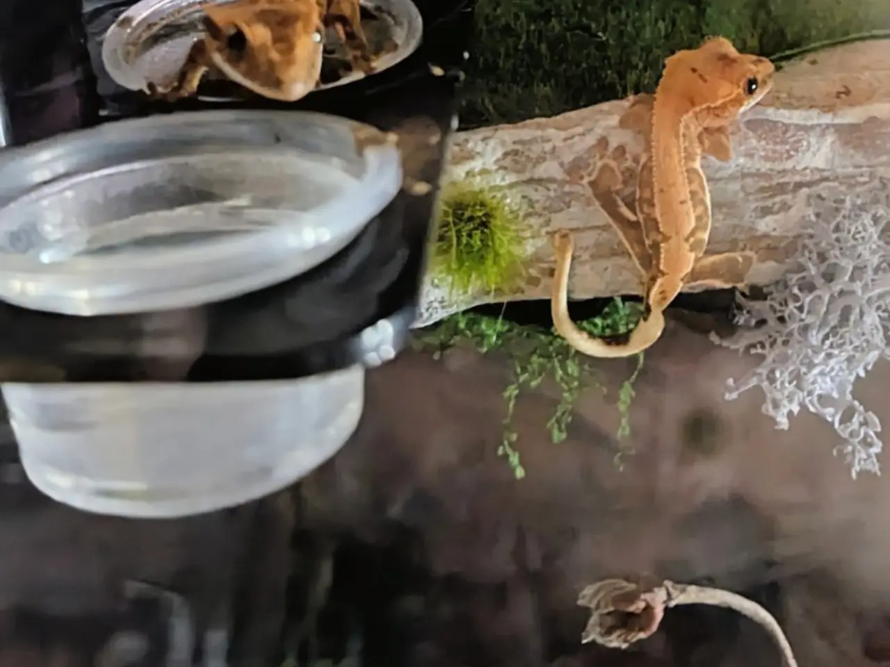 Billede 10 - Kronegekko babyer sælges 