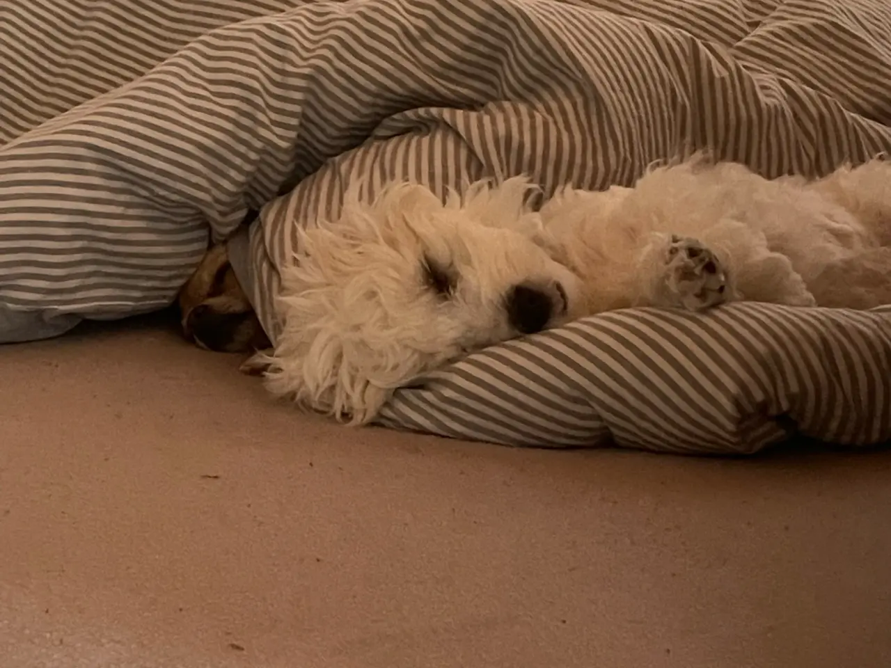 Billede 4 - Coton de tulear/ havaneser blanding