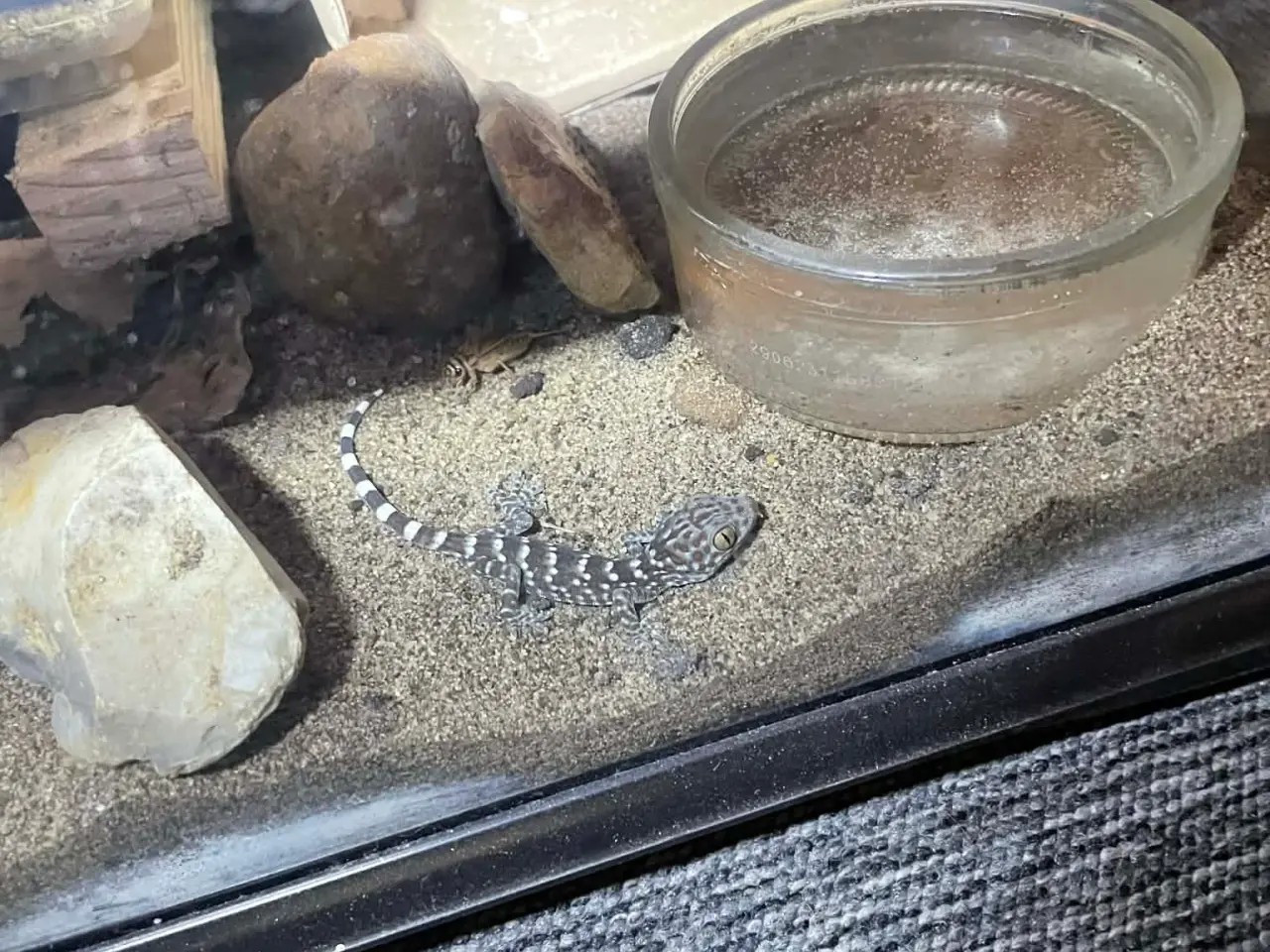 Billede 8 - Gekko unger af Tokay gekko 