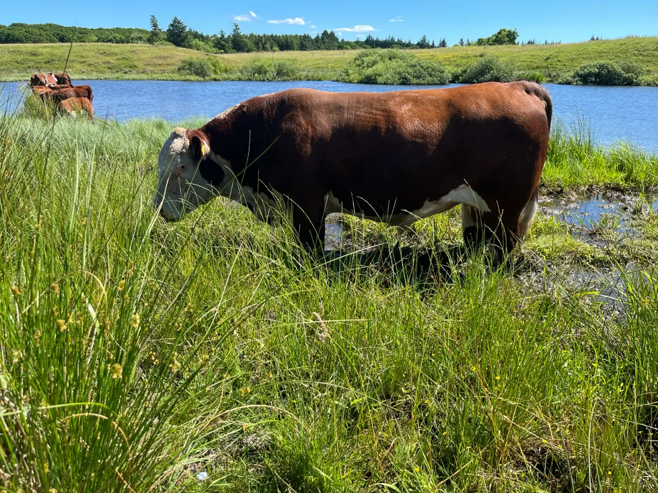 Billede 2 - Hereford Avlstyr på 3,5 år. 