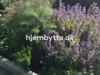 Hjembytte - Bloustrødvej