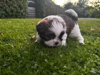 Shih Tzu og Lhasa Apso - 2 tæver - 5