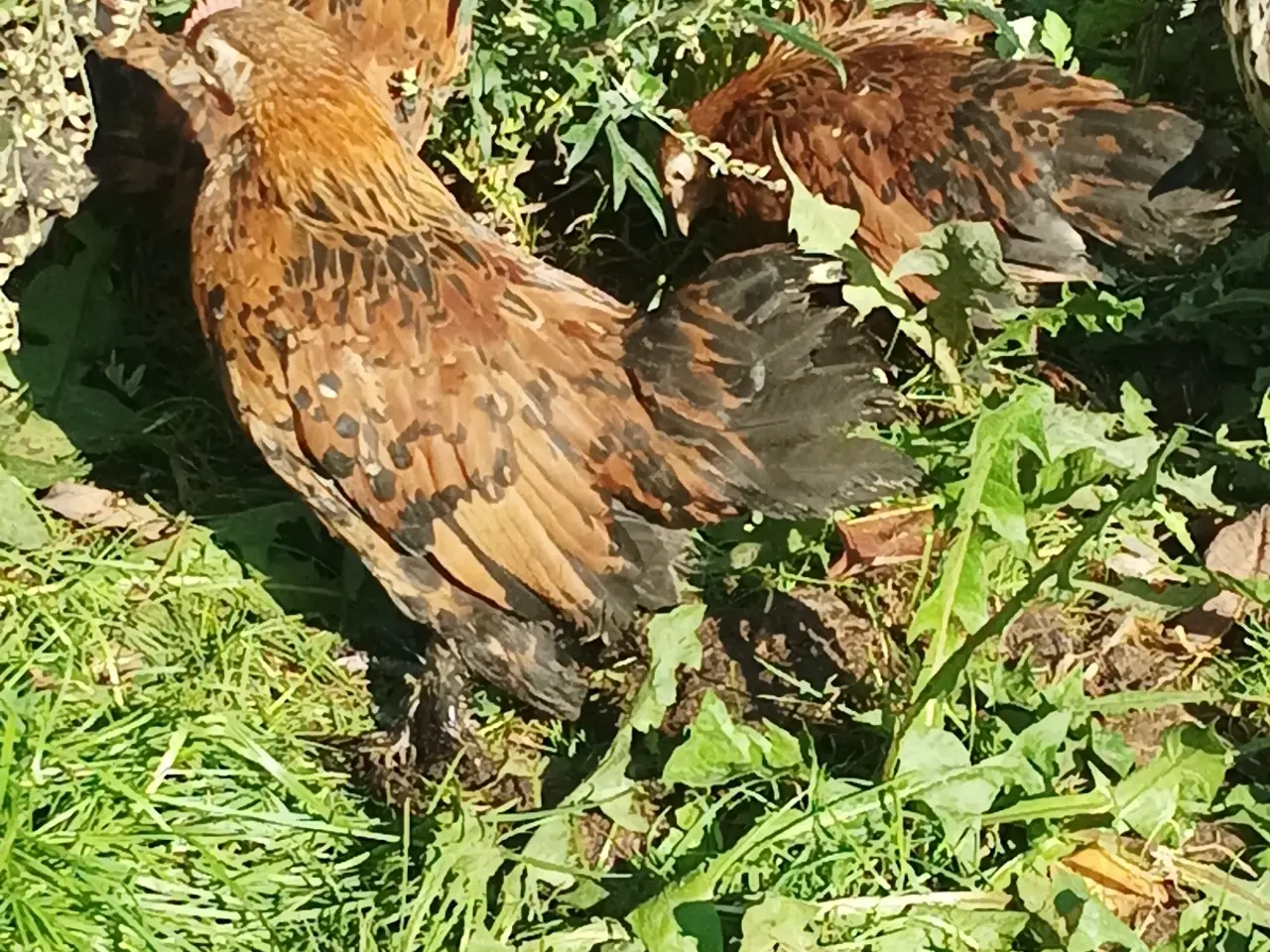 Billede 5 - Mille Fleur dværg små 