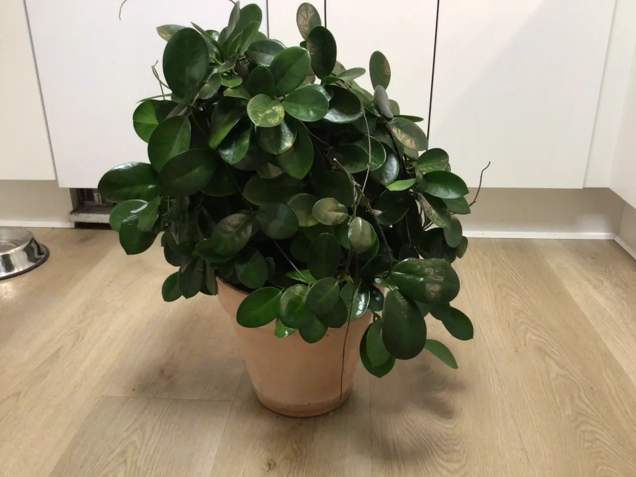 Billede 1 - Stor voks plante incl skjuler