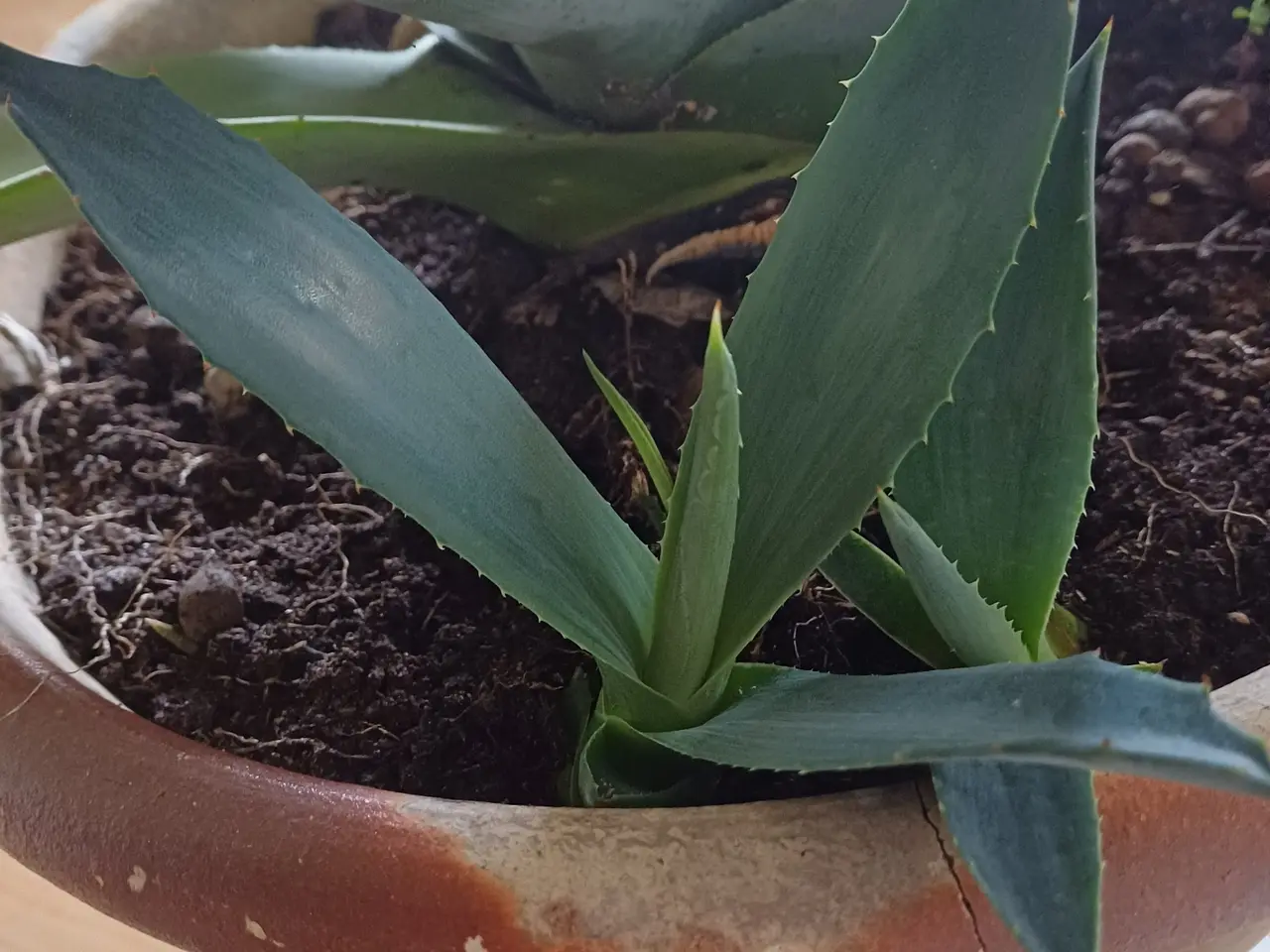 Billede 2 - Agave stor med mange nye skud