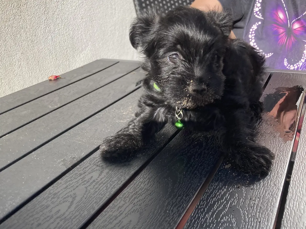 Billede 6 - Yorkshire Terrier hvalpe