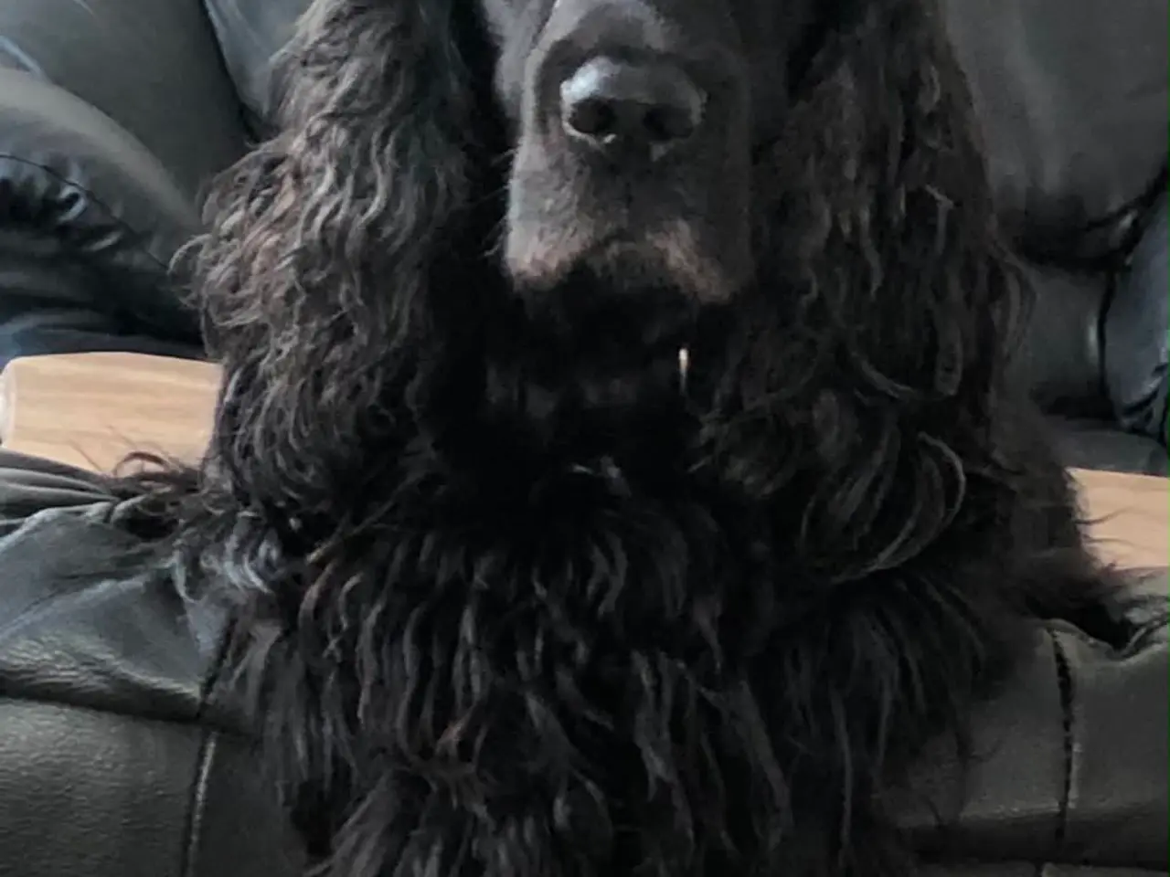 Billede 5 - Engelsk Cocker Spaniel hvalpe