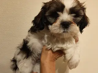 Shih Tzu / blanding Malteser