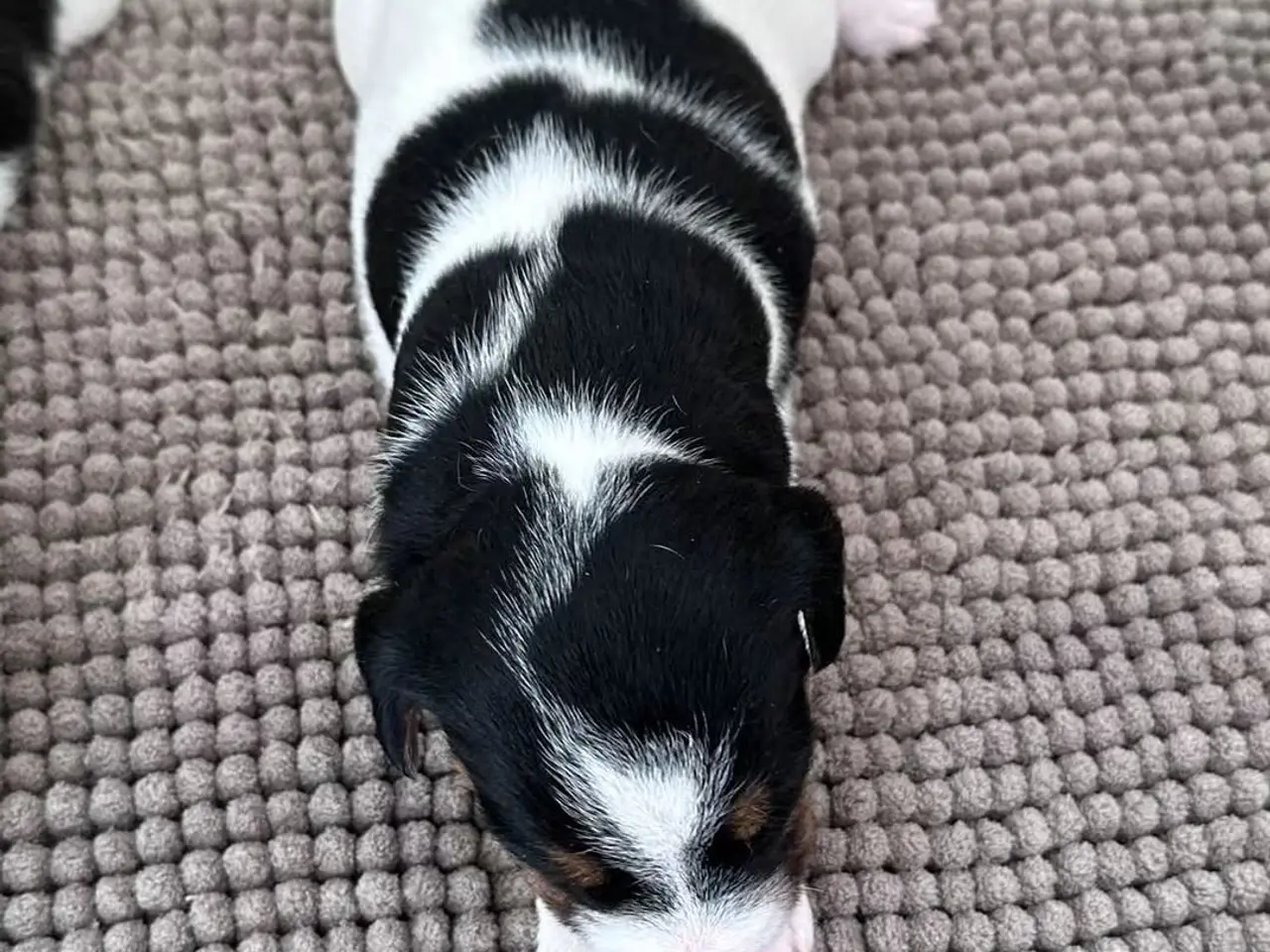 Billede 11 - Jack Russell Hvalpe sælges