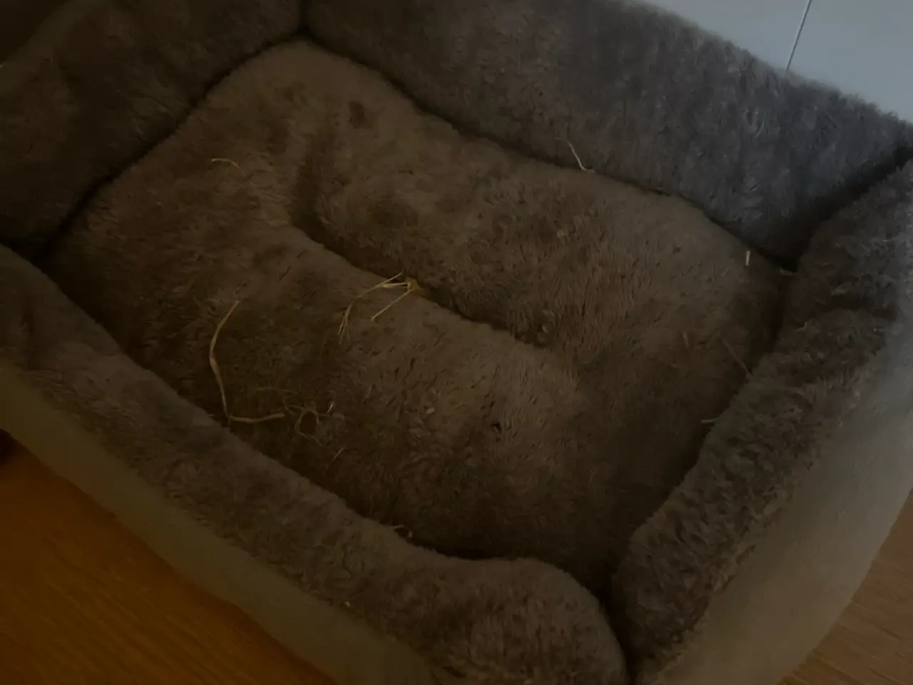Billede 4 - Katte mor og 1 killing 