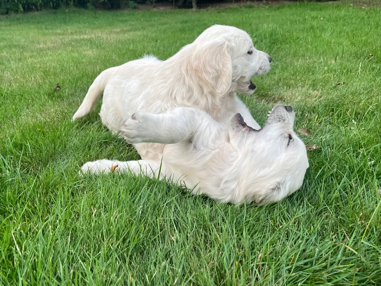 Billede 7 - 4 Golden retriever hvalpe sælges