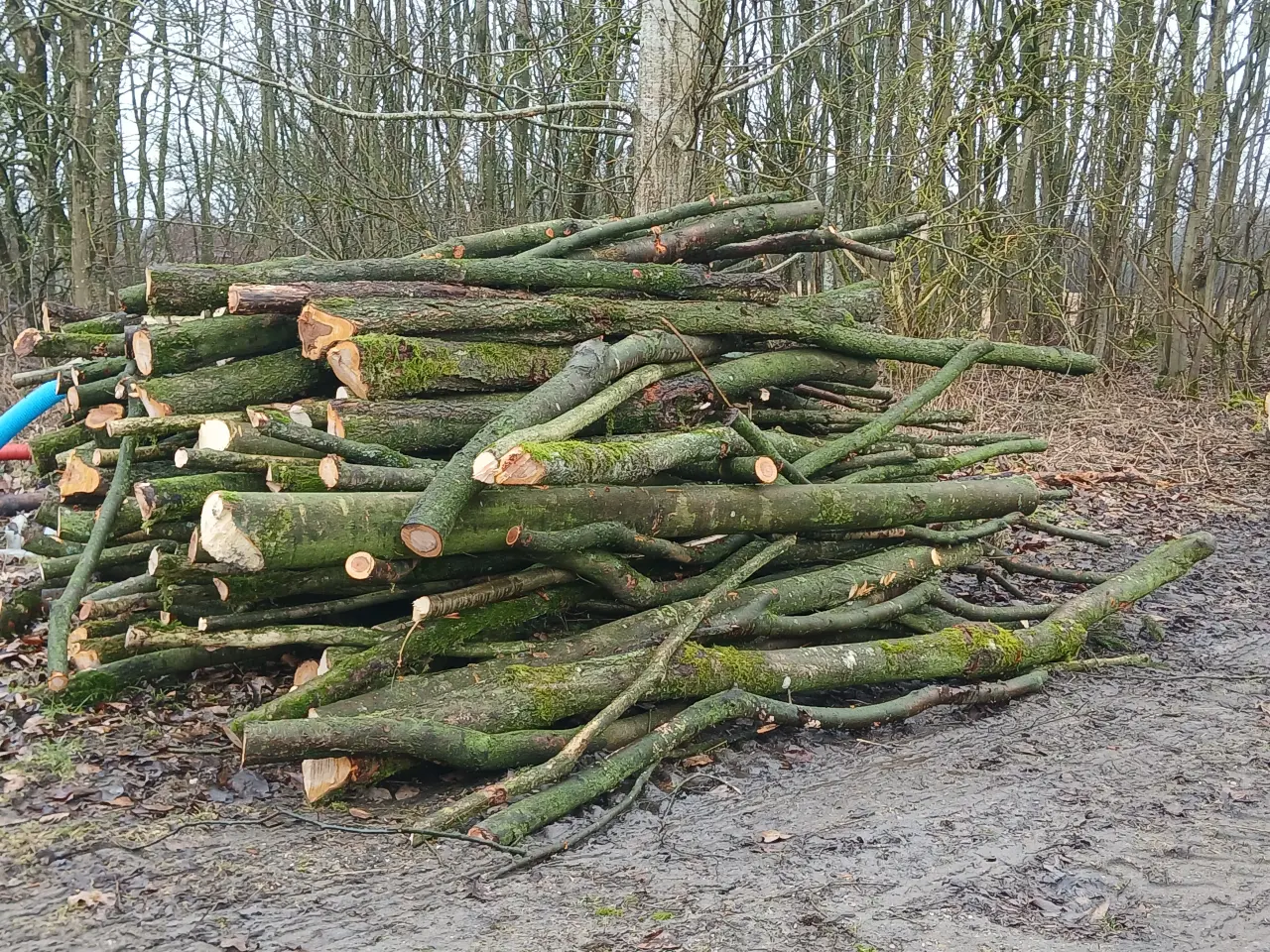 Billede 1 - Stort parti træstammer af løvtræ