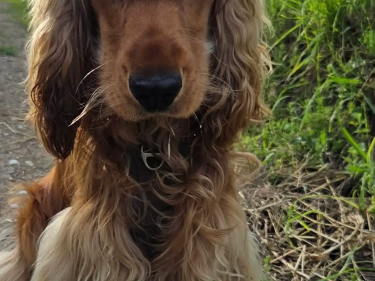 Billede 5 - Ægte Cocker Spaniel