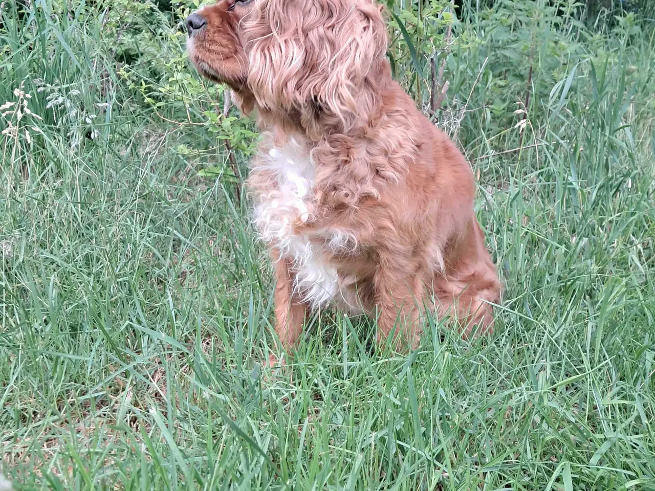 Billede 3 - Cavalier king charles spaniel