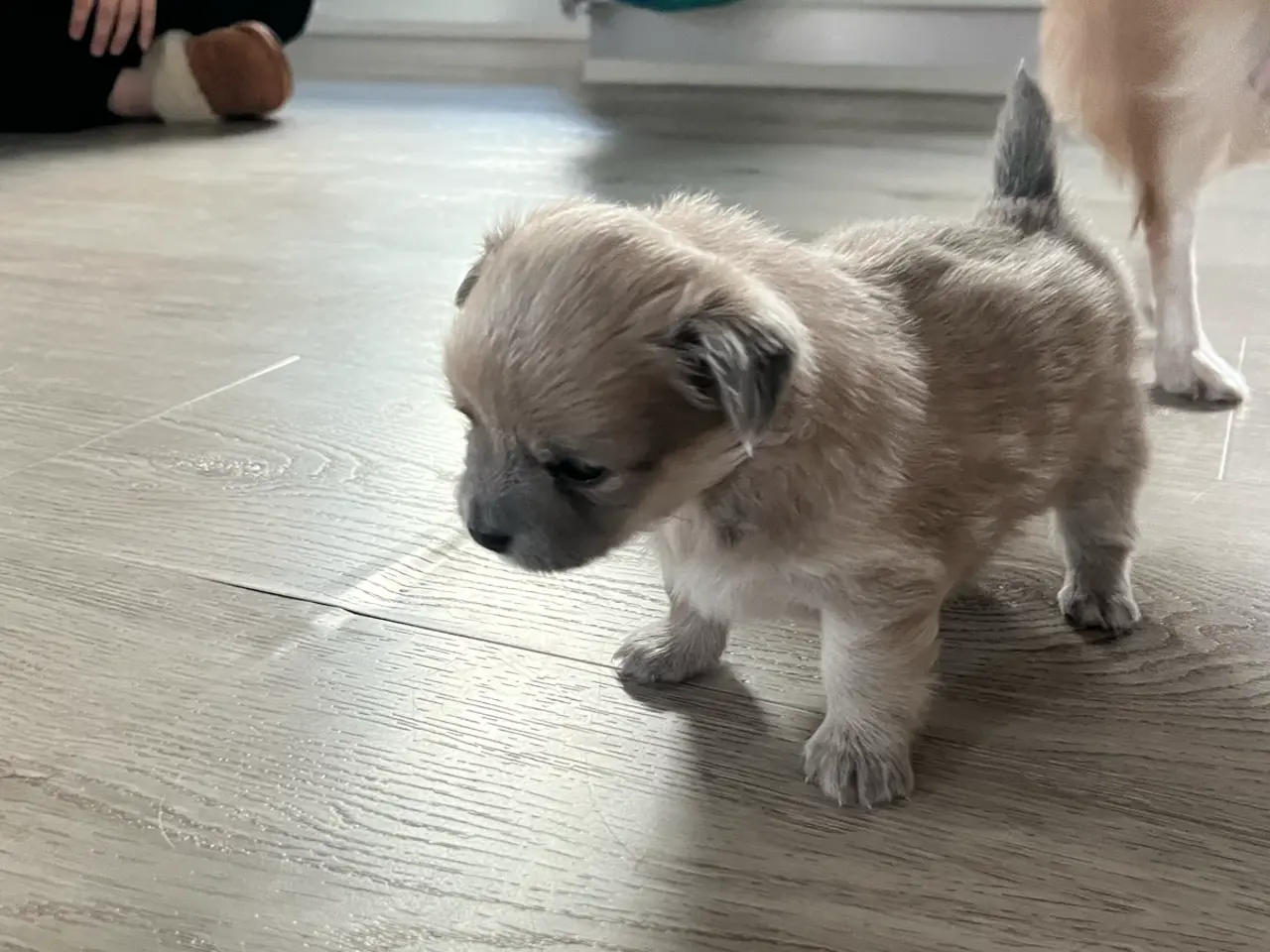 Billede 7 - Lækre pomchi hvalpe