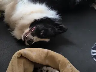Harmoniske familiehunde med et fantastisk roligt s