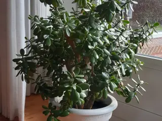 Stort og pænt pengetræ (Crassula ovata)
