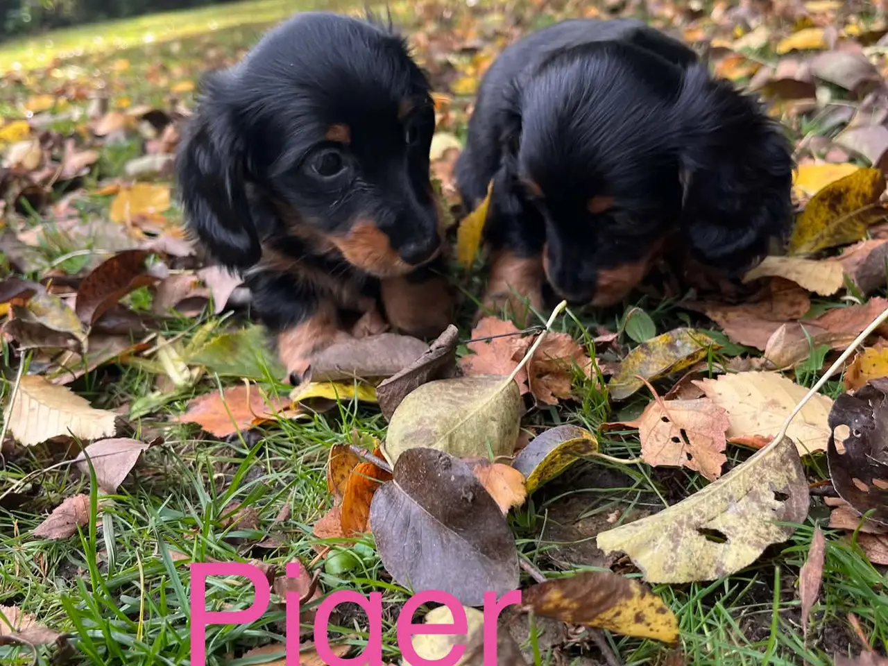Billede 5 - Langhåret Dværg Gravhunde Black and Tan.