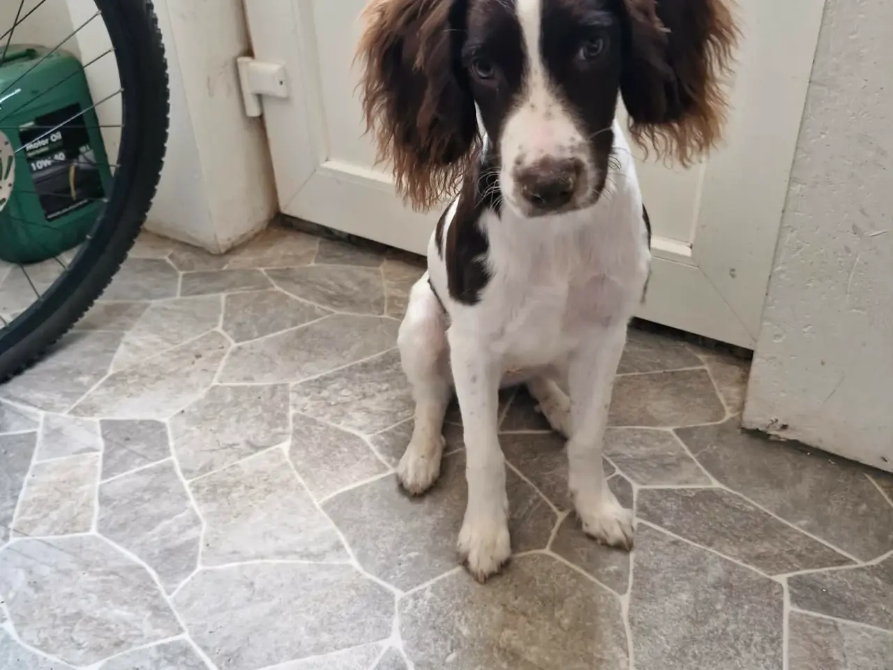 Billede 2 - Rigtig sød og kærlig hanhund
