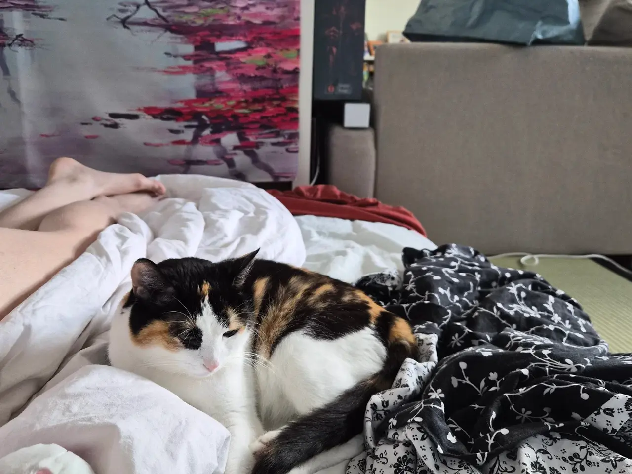 Billede 13 - Cats looking for new loving forever home