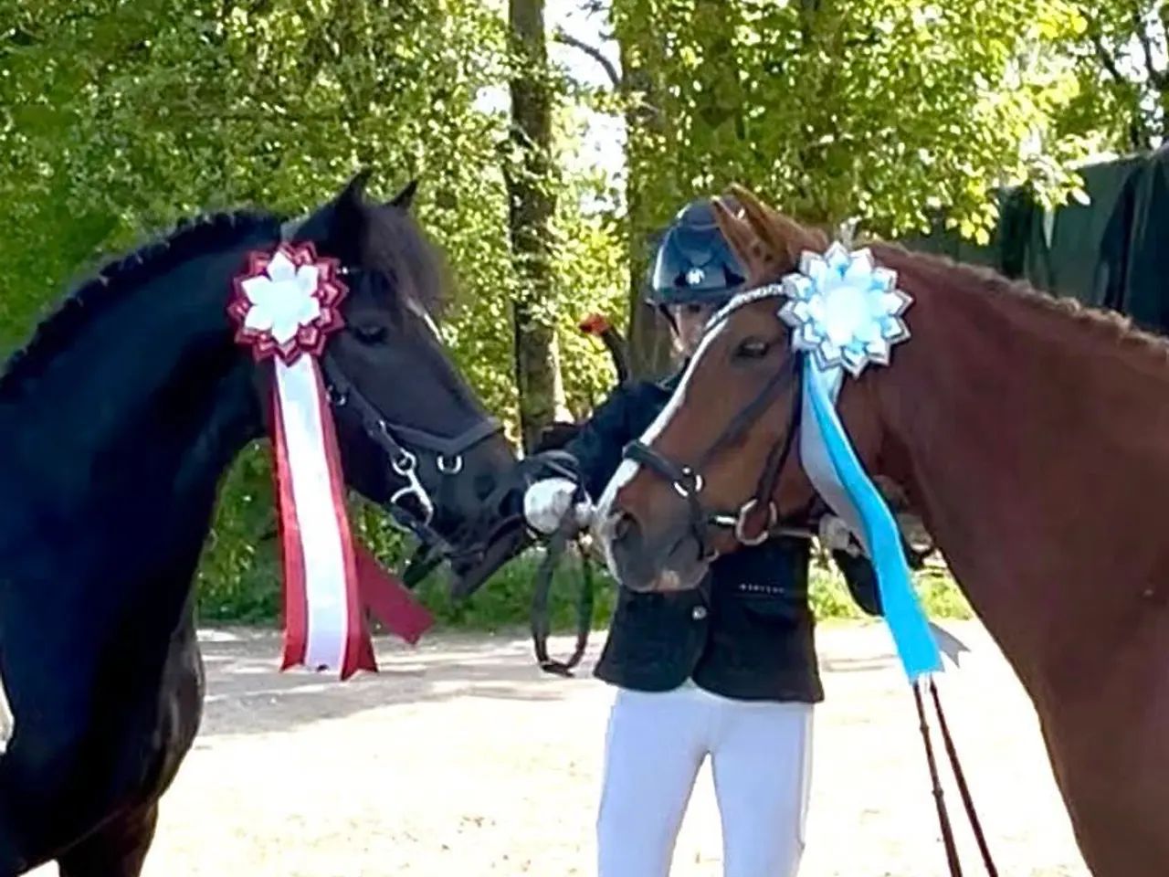 Billede 3 - Max kat 3,super børnepony