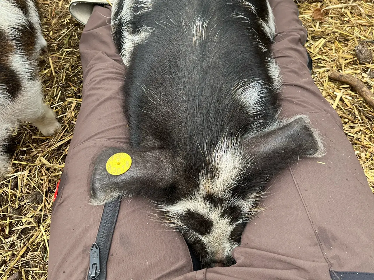 Billede 1 - Kælne kunekune smågrise sælges. 