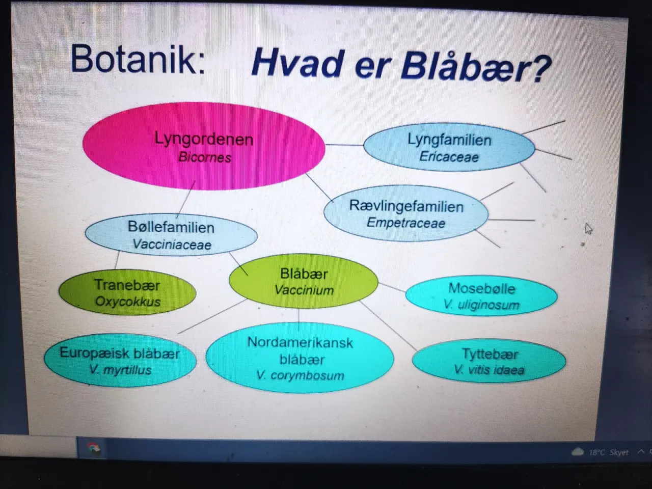 Billede 12 - Blåbær salg og Pluk Selv