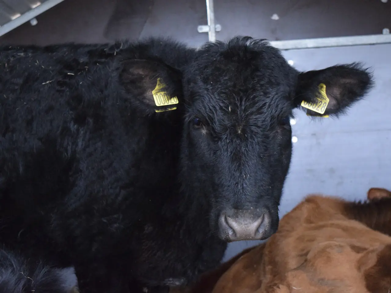 Billede 1 - Rolige og tamme Angus-kvier med stambog