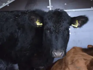 Rolige og tamme Angus-kvier med stambog