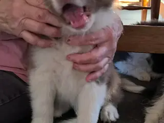 Border Collie stueopdræt hvalpe - 5