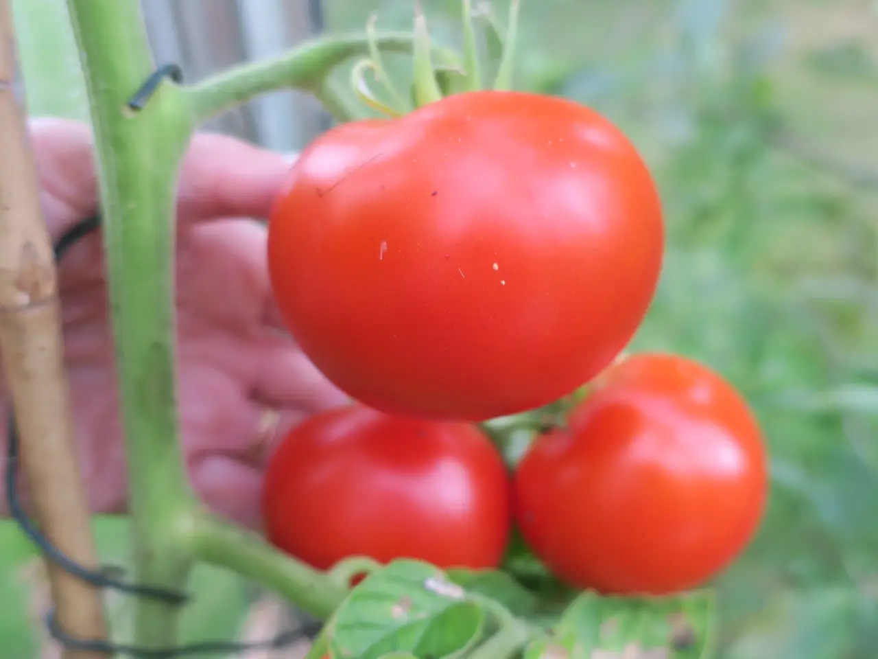 Billede 8 - Tomatfrø