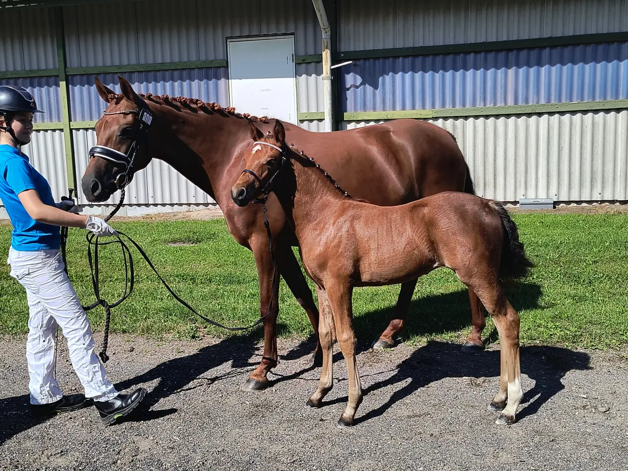 Billede 8 - Dansk Sports Pony