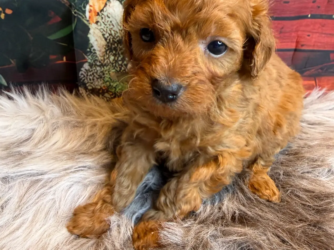 Billede 13 - 🐾❤️ Små Maltipoo-hvalpe – store hjerter ❤️🐾