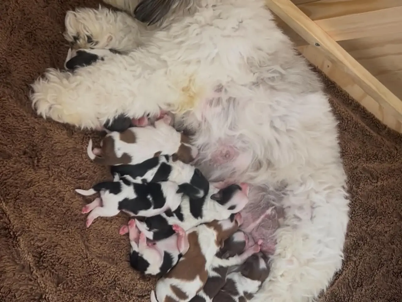 Billede 3 - Blanding af shih tzu og haveneser