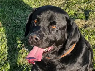 labrador / berner senne blanding han
