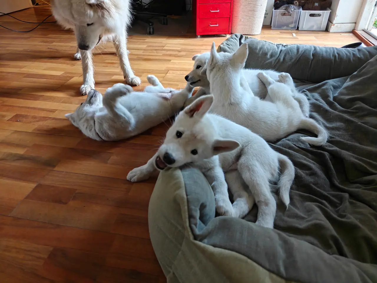 Billede 9 - Siberian husky og samojede tæve sælges