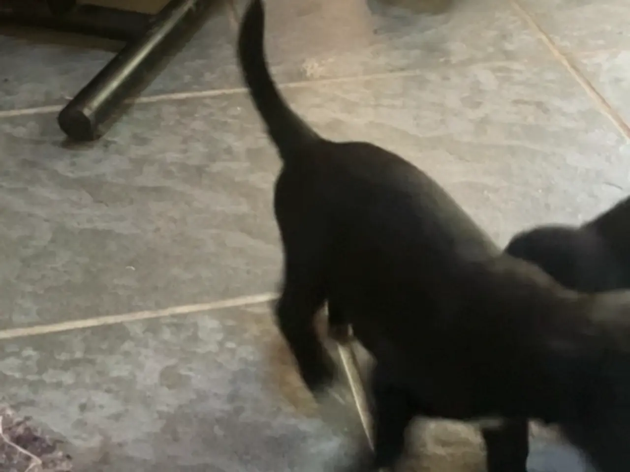 Billede 5 - Schæfer/ springer spaniel blanding 4 uger gamle