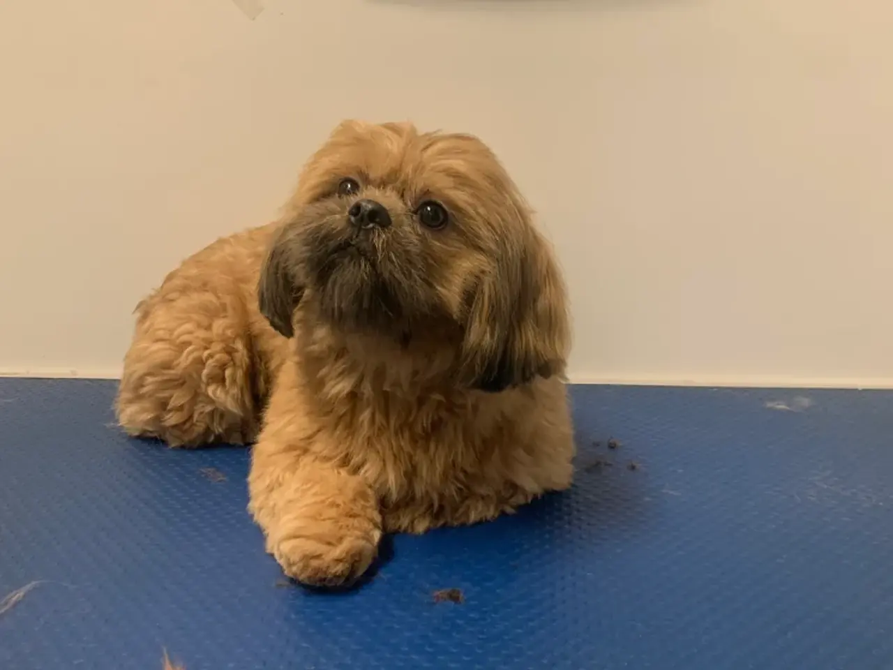 Billede 2 - Shih Tzu Vil du på date med mig
