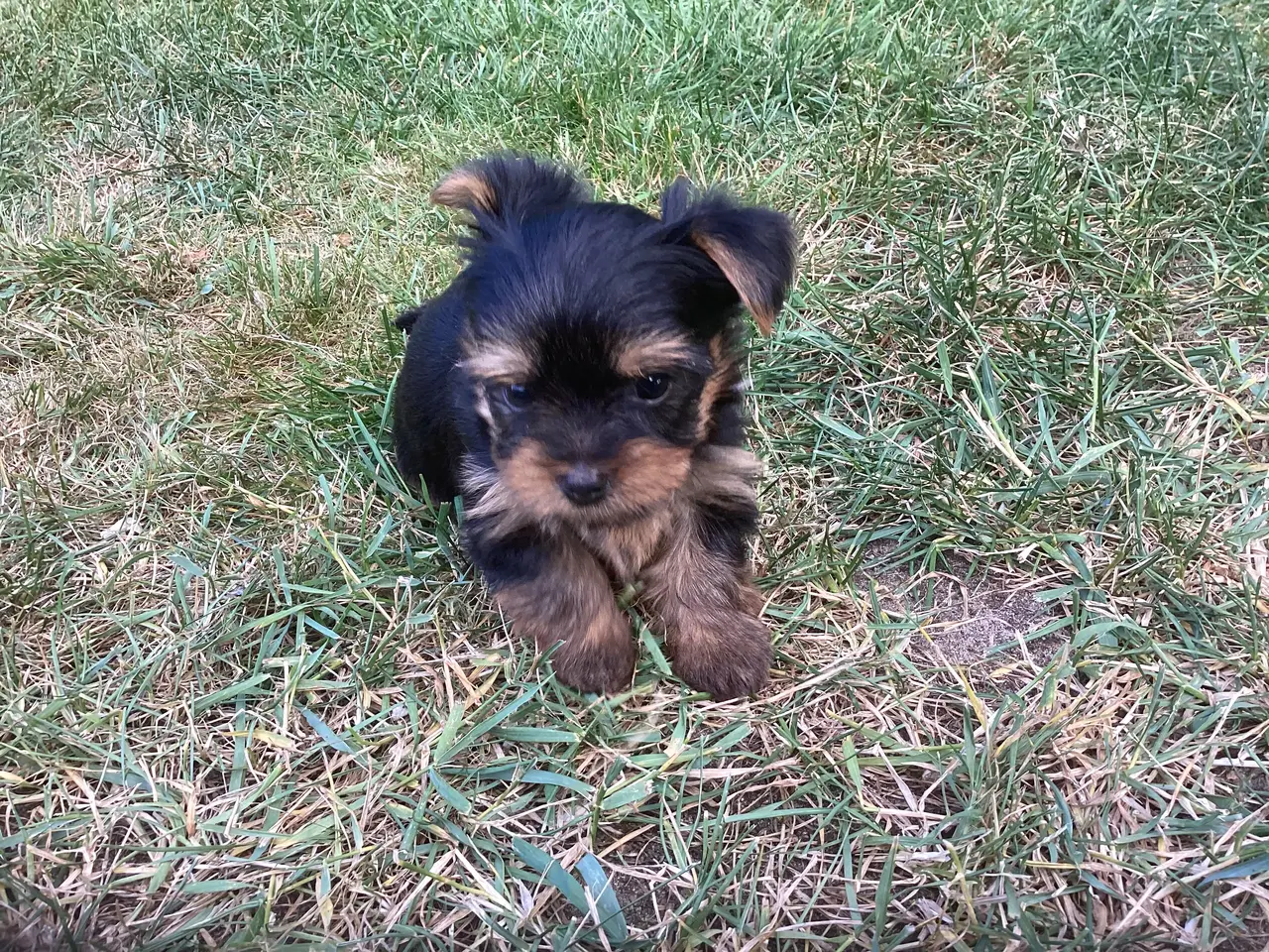 Billede 4 - Yorkshire terrier hvalpe