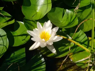 Åkande/nøkkerose, plant den nu i havedammen.