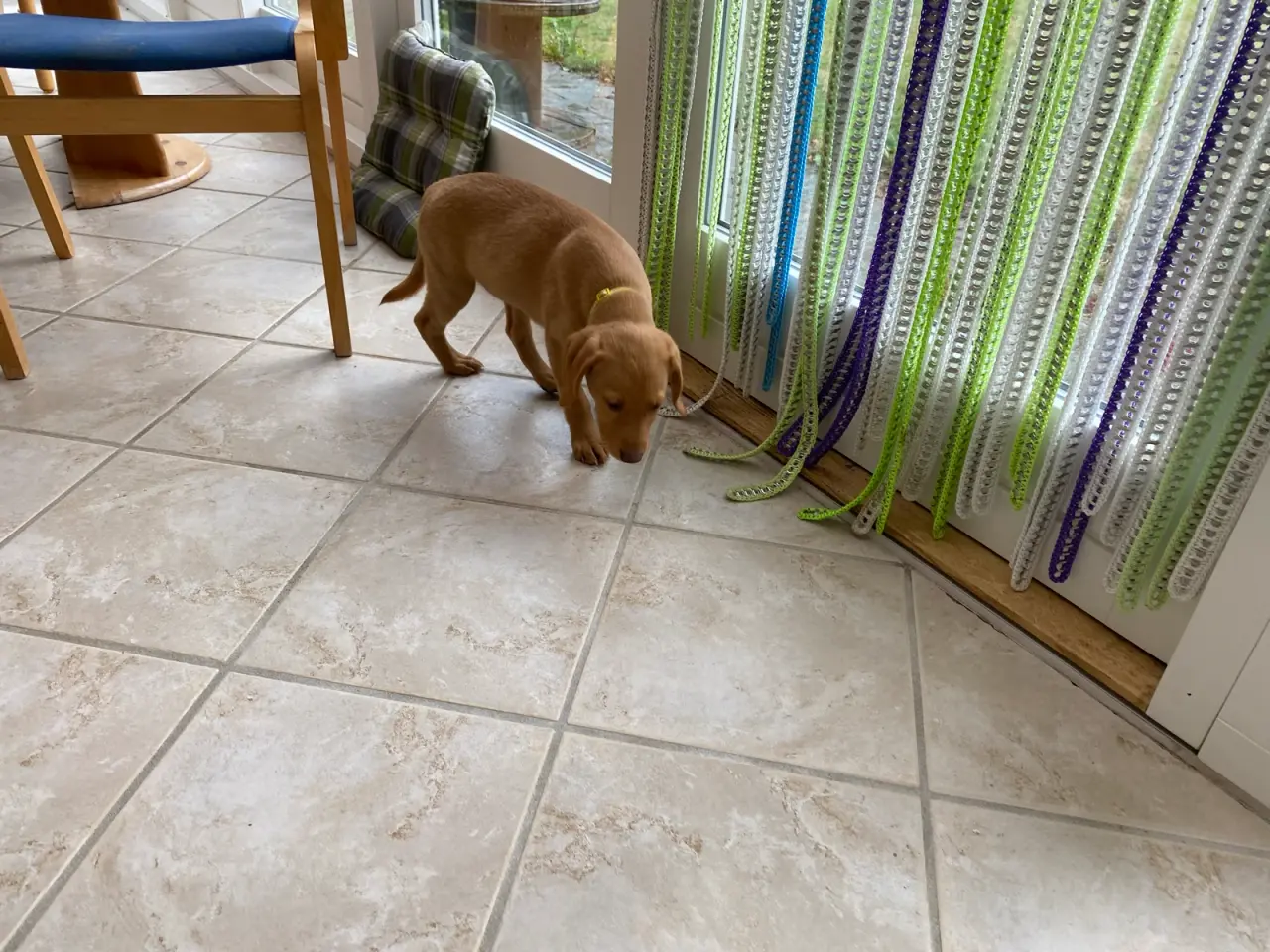 Billede 5 - Ægte Red FOX Labrador tæve