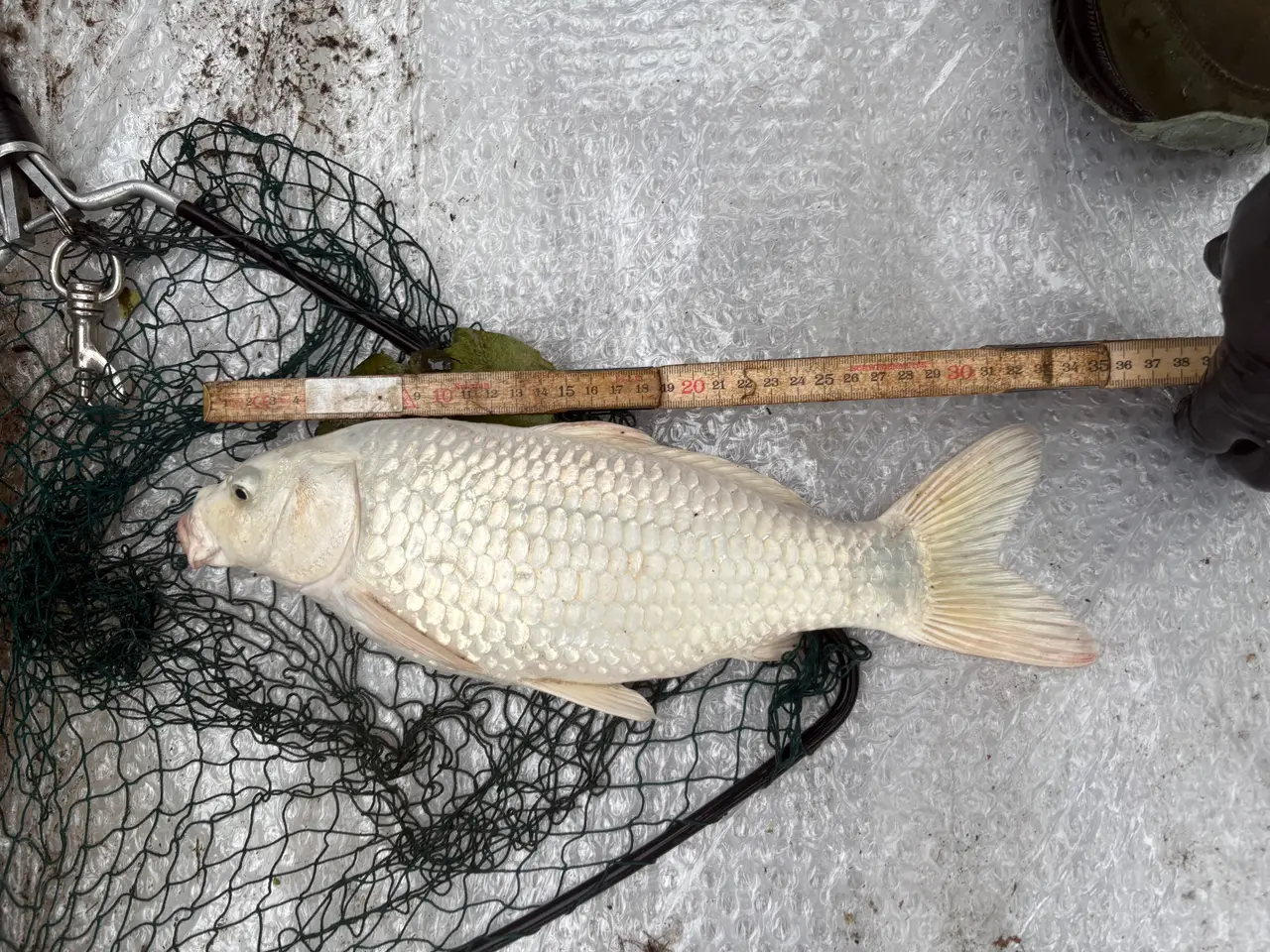 Billede 2 - Fisk / koi karpe