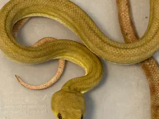 Amazone træboa Corrallus Hortulanus Amazone